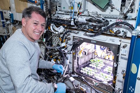 Astronauts grew green chile on the space station and made space tacos : NPR