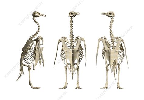 Emperor penguin skeleton, illustration - Stock Image - C046/3394 ...