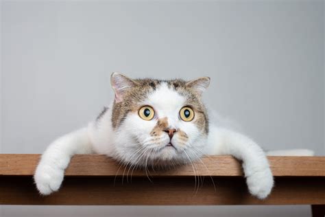 Minimising Stress for our Feline Patients - Hill's Veterinary Nutrition Blog