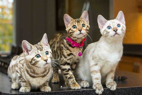 Looking for a Bengal Cat for Sale? – Find Bengal Breeders in Canada