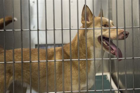 Meet this week's Bay County Animal Shelter pets of the week - mlive.com