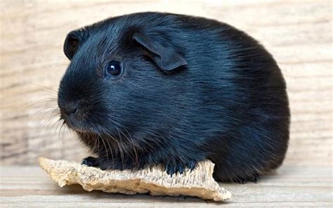 A Complete Guide To Guinea Pig Colors - With Photos!