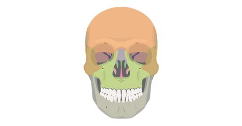 Anterior Skull Bones Quiz | GetBodySmart