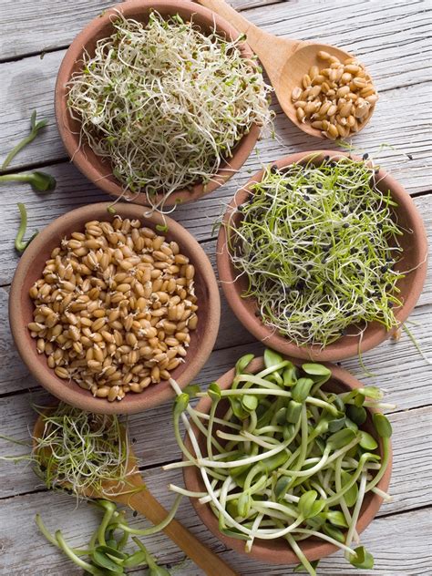 Sprouting Seeds (a Complete Guide): Grow Sprouts At Home - Fermenters Kitchen