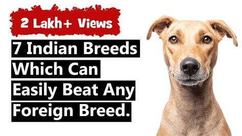 Indian Dog Breeds Price List| Budget-Friendly Dogs - YouTube