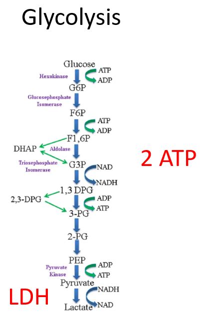 What is lactate dehydrogenase (LDH)? • The Blood Project