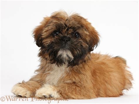 Dog: Brown Shih-tzu pup lying with head up photo WP37964