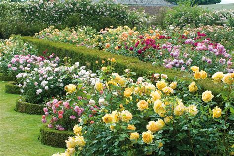 English Roses in the House & Garden: David Austin's The English Roses