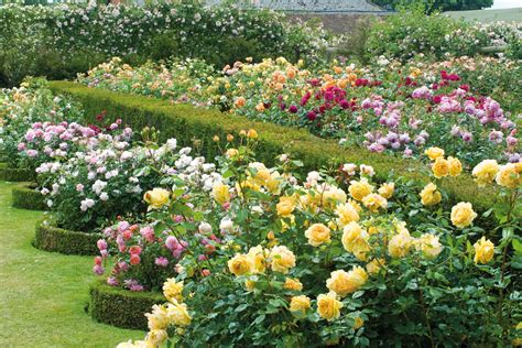 English Roses in the House & Garden: David Austin's The English Roses