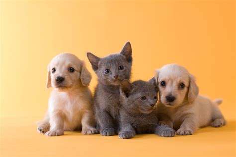 Puppies vs kittens: which makes the better pandemic pet? | London Evening Standard