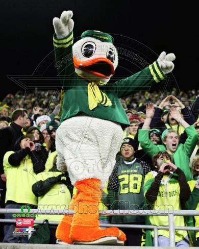 Puddles, the University of Oregon Ducks Mascot Photo at AllPosters.com