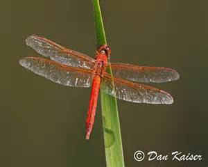 Red Dragonfly - Libellula - BugGuide.Net