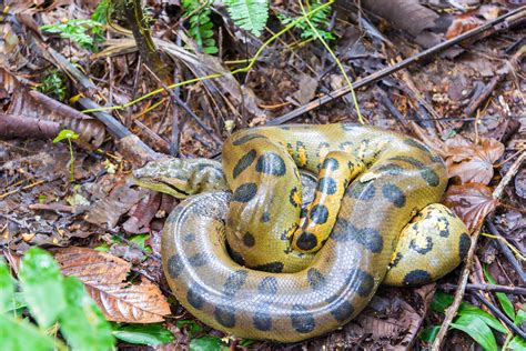 Sucuri - características, ecologia - Cobras - InfoEscola