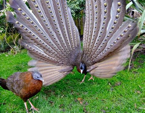 Great Argus Pheasant Bird, native of Indonesia | you must see place