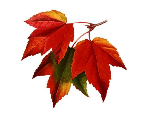 Autumn Treedrawing Logo Image for Free - Free Logo Image