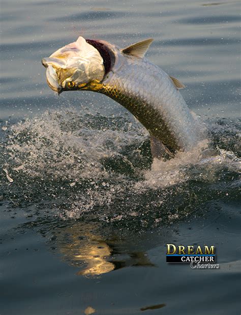 Tarpon Season Books Up Fast In Key West – Key West Fishing Report