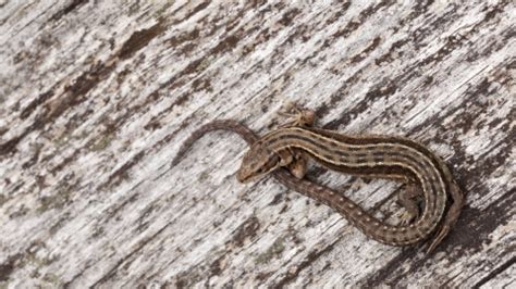 Common lizard | Northumberland Wildlife Trust