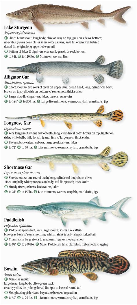 List Of Types Of Fish In Missouri 2022