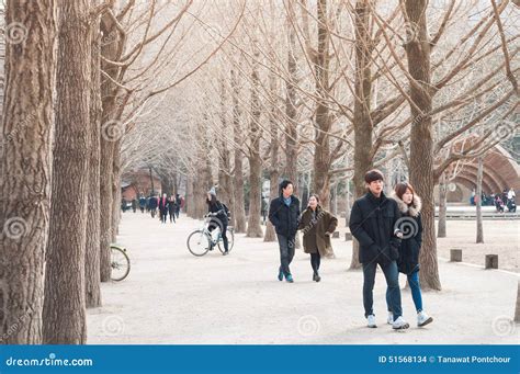 Korean Nami Island Winter Dry Forest Editorial Photo | CartoonDealer ...