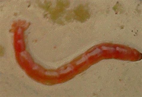 Bloodworm - What's That Bug?