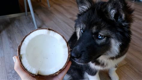 Husky Eats Tropical Coconut: Cute Puppy Kakoa - YouTube