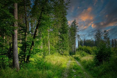 10 Contoh Hutan Produksi yang Ada di Indonesia beserta Manfaatnya ...