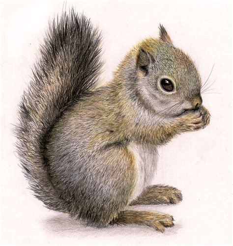 Clipart squirrel realistic, Clipart squirrel realistic Transparent FREE for download on ...