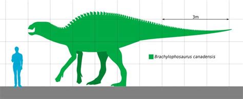 Brachylophosaurus | Unveiling the Cretaceous Herbivore's World