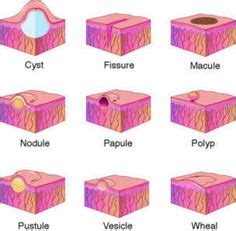 25 Haut-Ideen | medizin, anatomie, anatomie und physiologie