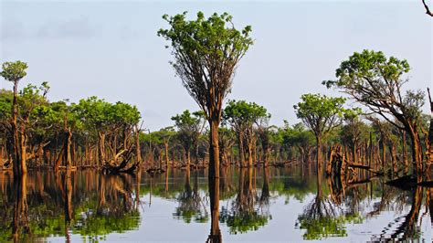 Grüne Lunge Amazonas Regenwald in Brasilien | Aventura do Brasil