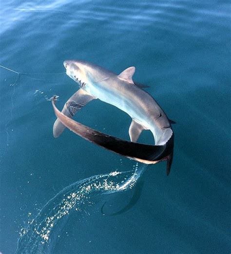 Common Thresher Shark | Mexico – Fish, Birds, Crabs, Marine Life, Shells and Terrestrial Life