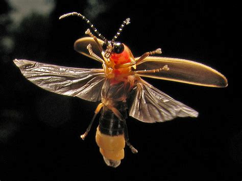 Fireflies and glowworms - Animal website