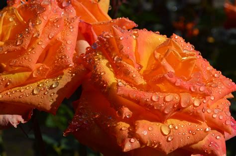 Raindrops on Roses, Portland | Pretty pictures, Food, Rain drops