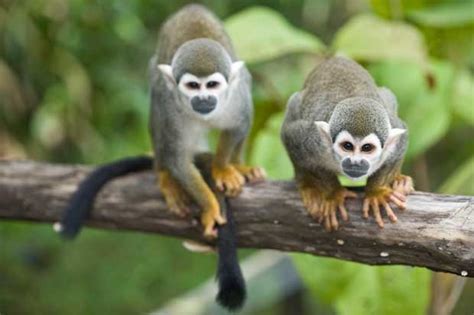 Emergent Layer Monkeys