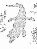 Printable Nile Crocodile coloring Page  印刷可能ぬりえ無料ダウンロード sketch template