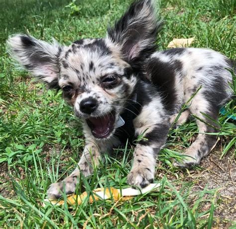 Chihuahua Blue Merle: Caracteristicas, Como Cuidar e Fotos | Mundo Ecologia