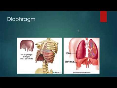 18-diaphragmatic disorders - YouTube