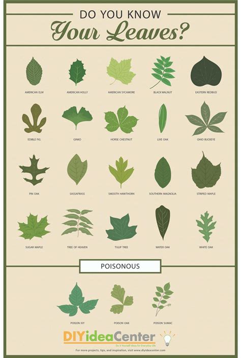 Leaf Identification Guide