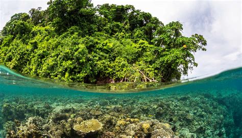 Mangroves offer coral reefs a refuge from stress | WordDisk