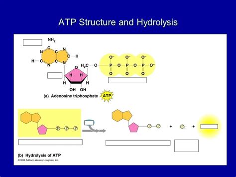 ATP structure and Hydrolysis (Ch 8) Diagram | Quizlet