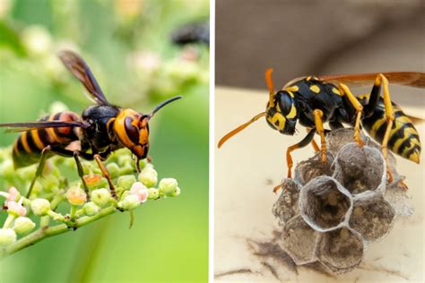 The Bald Faced Hornet: What to Know About This Common and Aggressive American Insect - Wide Open ...