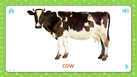 Cow - Pets and Farm Animals - Flashcards for Kids - YouTube