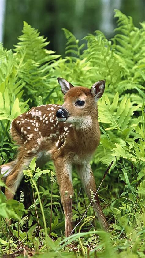 Wallpaper Download 1080x1920 A sweet baby deer in the grass in forest. Wild animals wallpapers ...