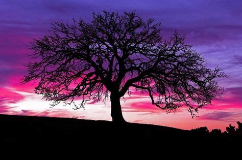 "Oak Silhouette in Sunset" by Paul Huchton | Oak tree silhouette, Country sunset, Oak tree