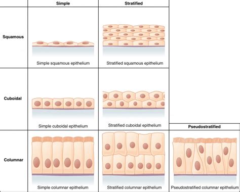 Epithelial Tissue | Anatomy and Physiology