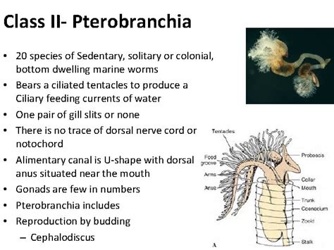 Protochordata ZLY 304 Phylogenetic Relationship between Echinoderms Hemichordates