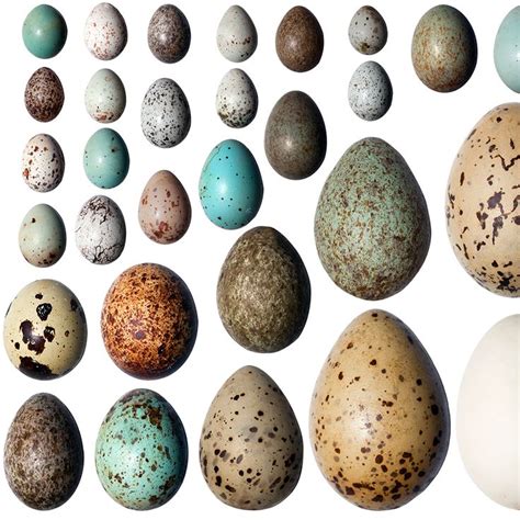 How to Identify Common Wild Backyard Bird Eggs - Everything Birds ...