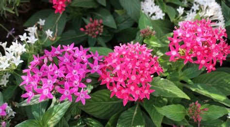 Pentas: Easy to Grow Perennials with Pretty Star Flowers - Gardening Tips | Plants Care | Plants ...