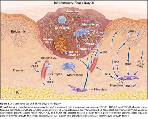 Improved Dermal Wound Healing - Wound Healing