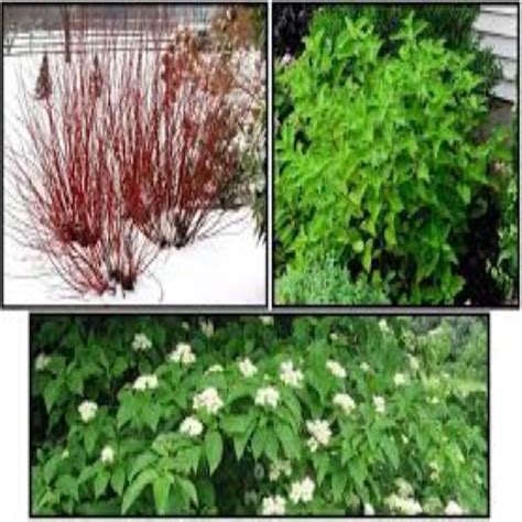 Dogwood Arctic Fire - Bergman Nurseries